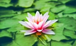 Thumbnail sized: A water lily