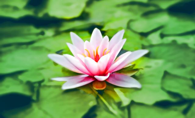 A lily