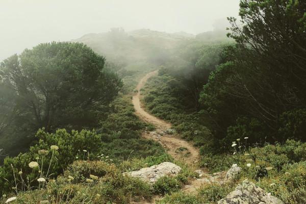 Rough road surround trees with fog